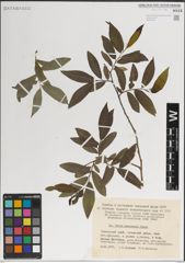 Foto von Salix kangensis Nakai